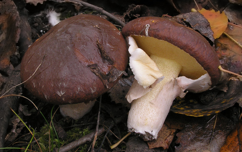 Suillus luteus